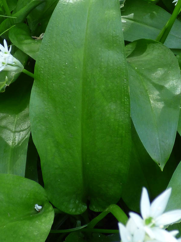 Allium ursinum